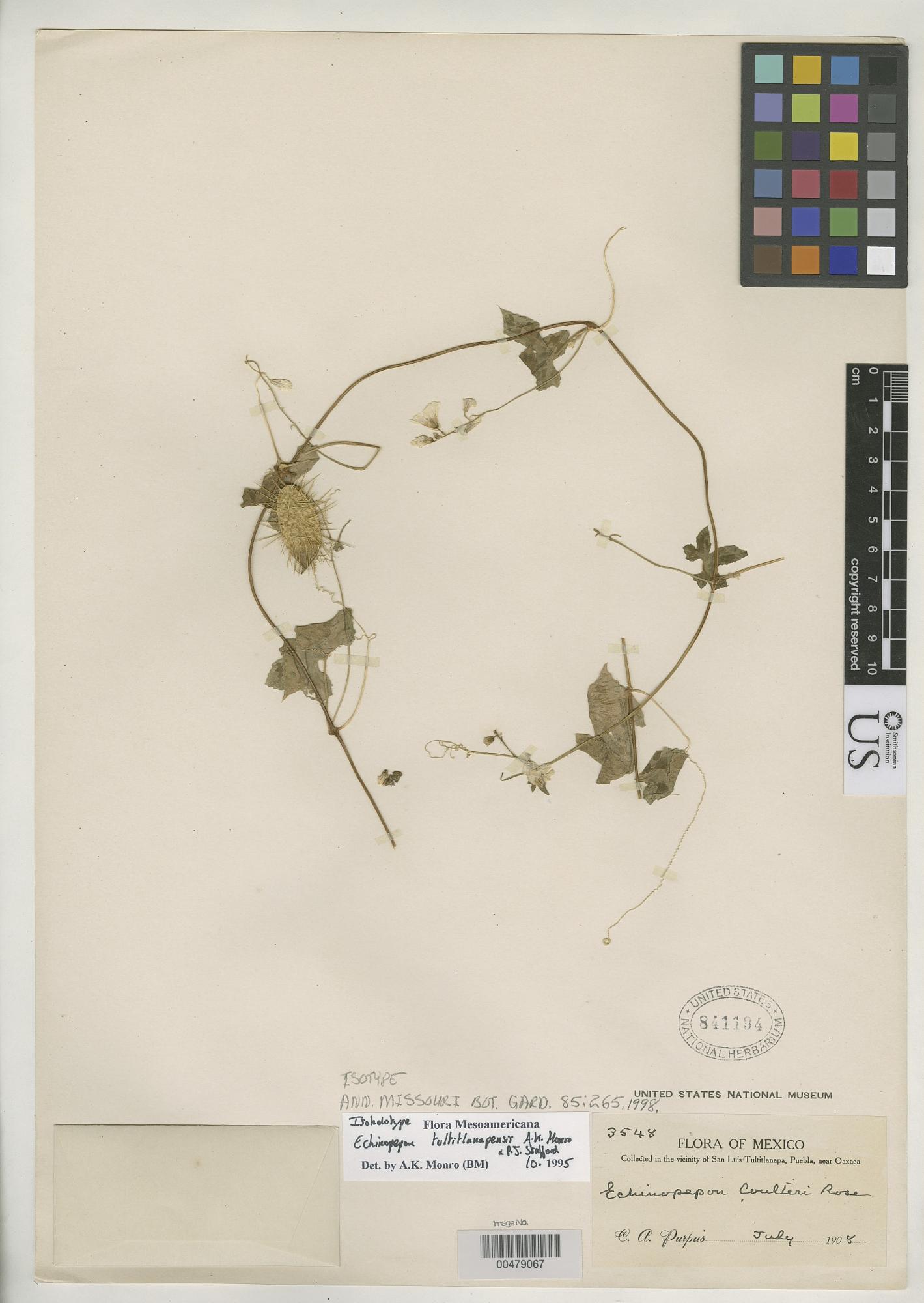Echinopepon tultitlanapaensis