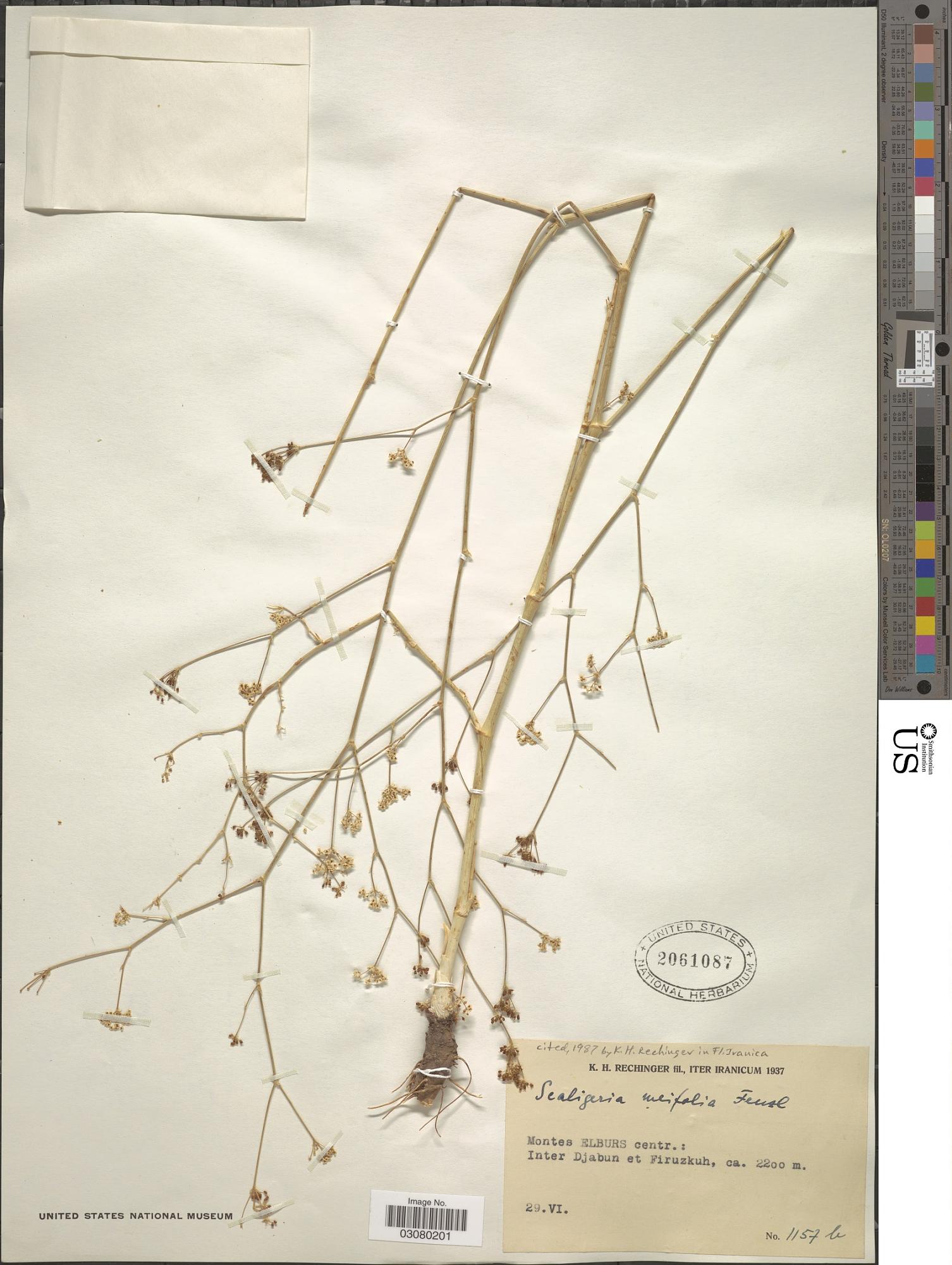 Elaeosticta meifolia