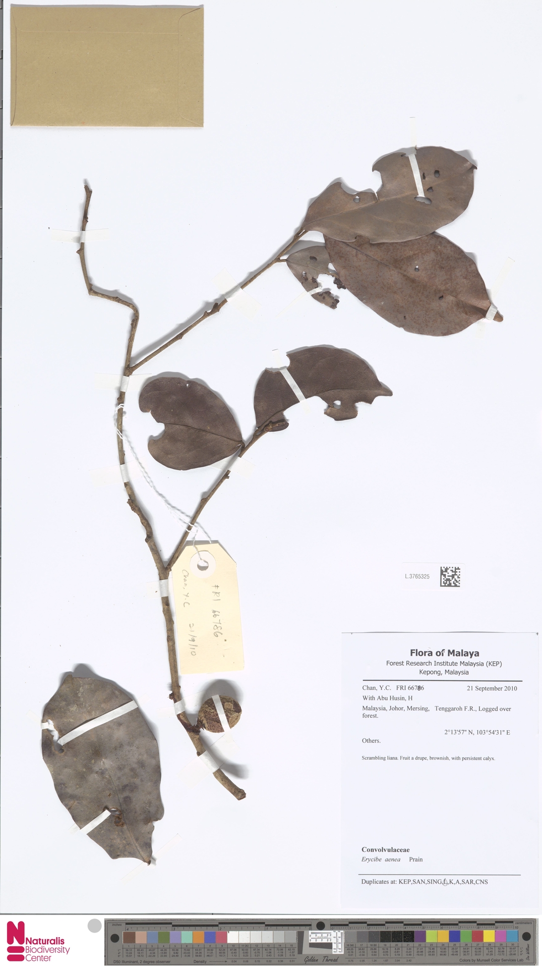 Erycibe aenea