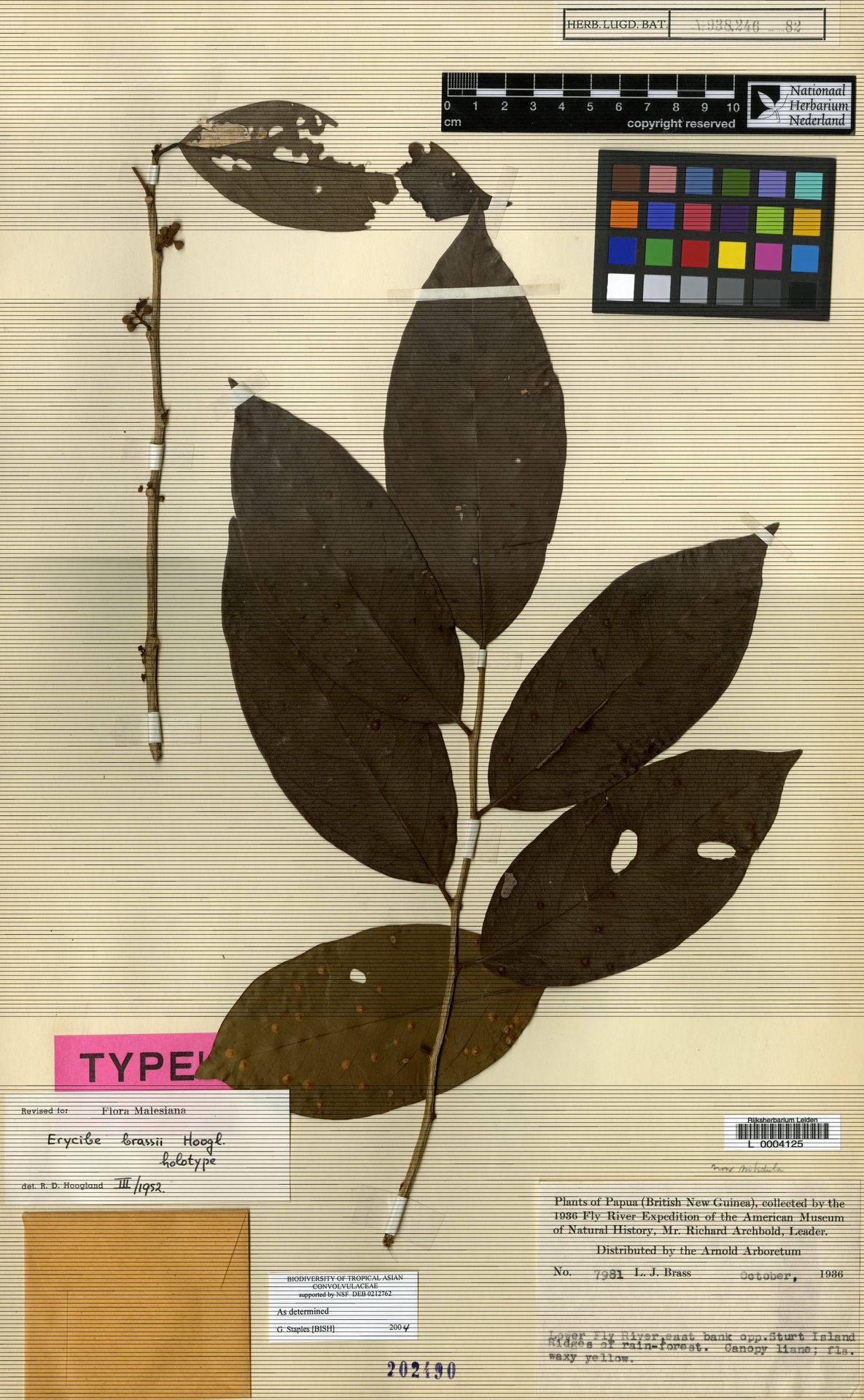 Erycibe brassii
