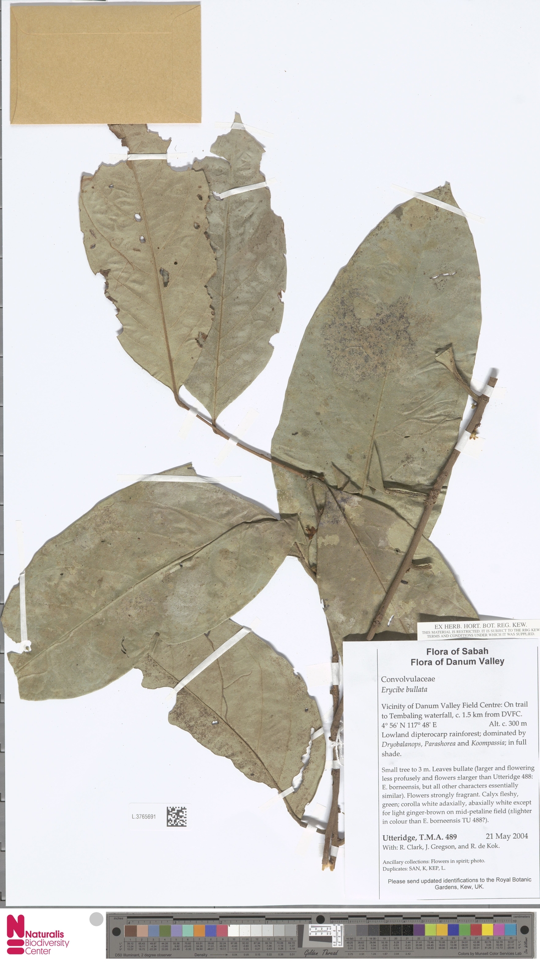 Erycibe bullata