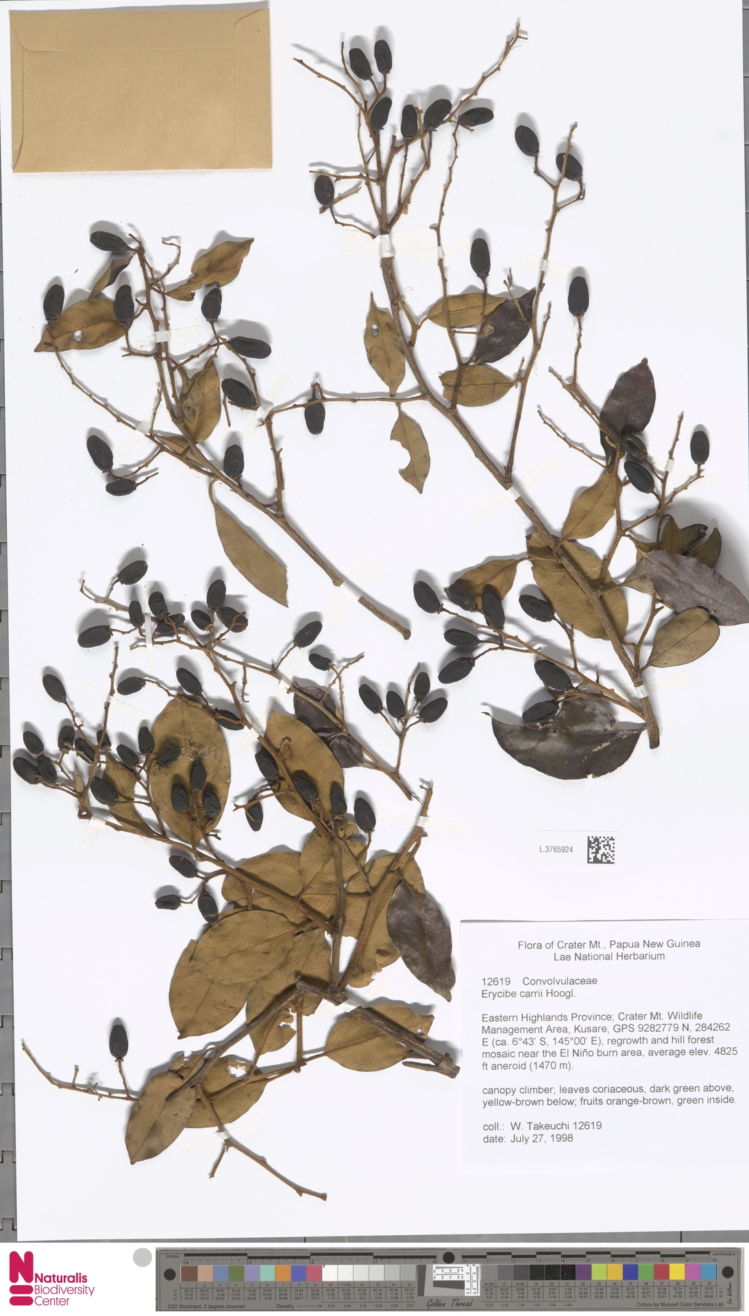 Erycibe carrii