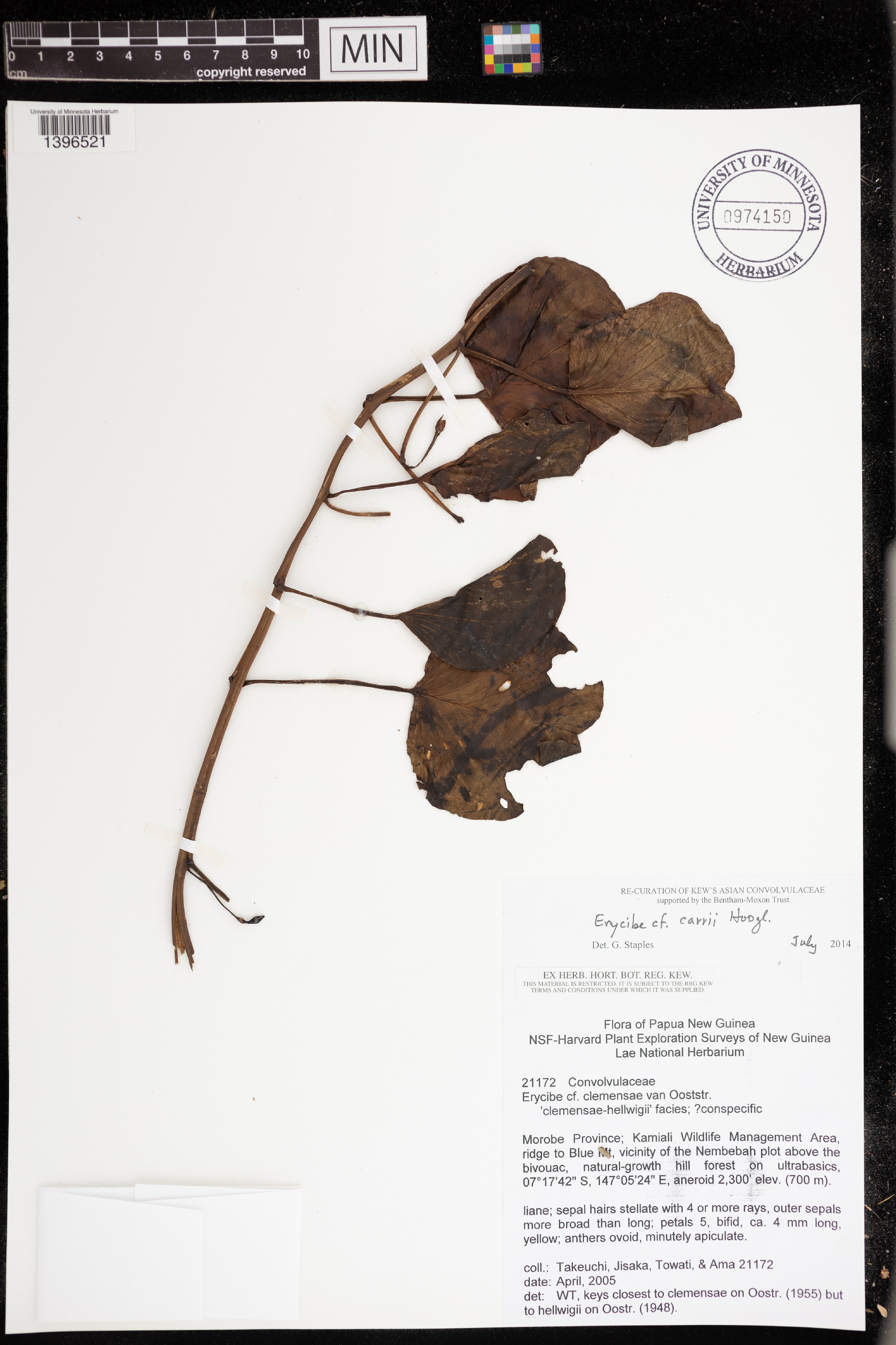 Erycibe clemensiae