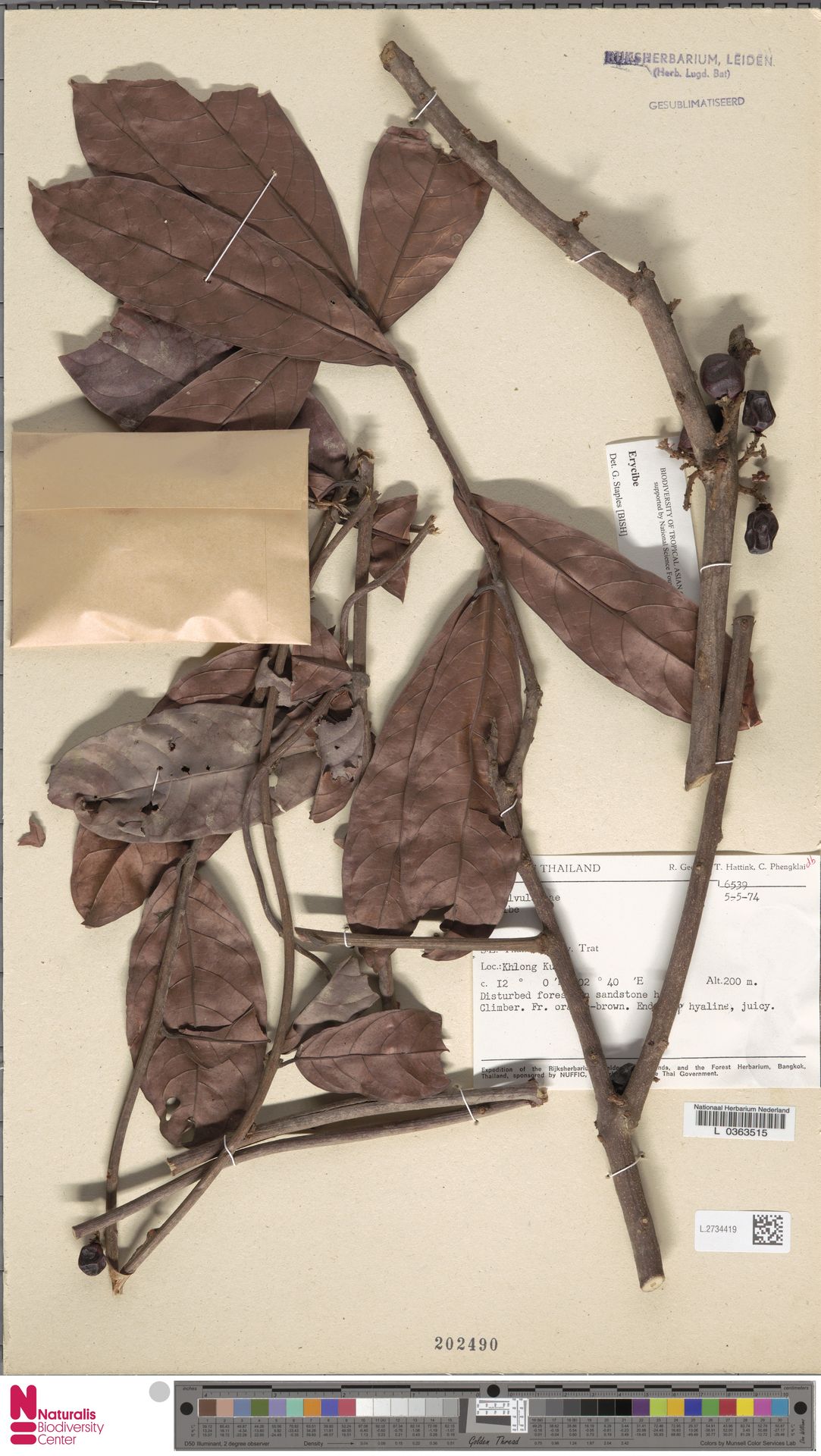 Erycibe cochinchinensis