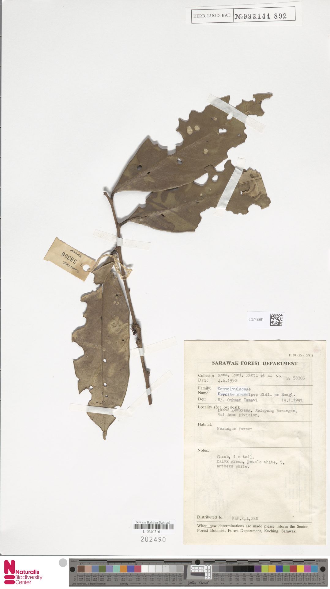 Erycibe crassipes