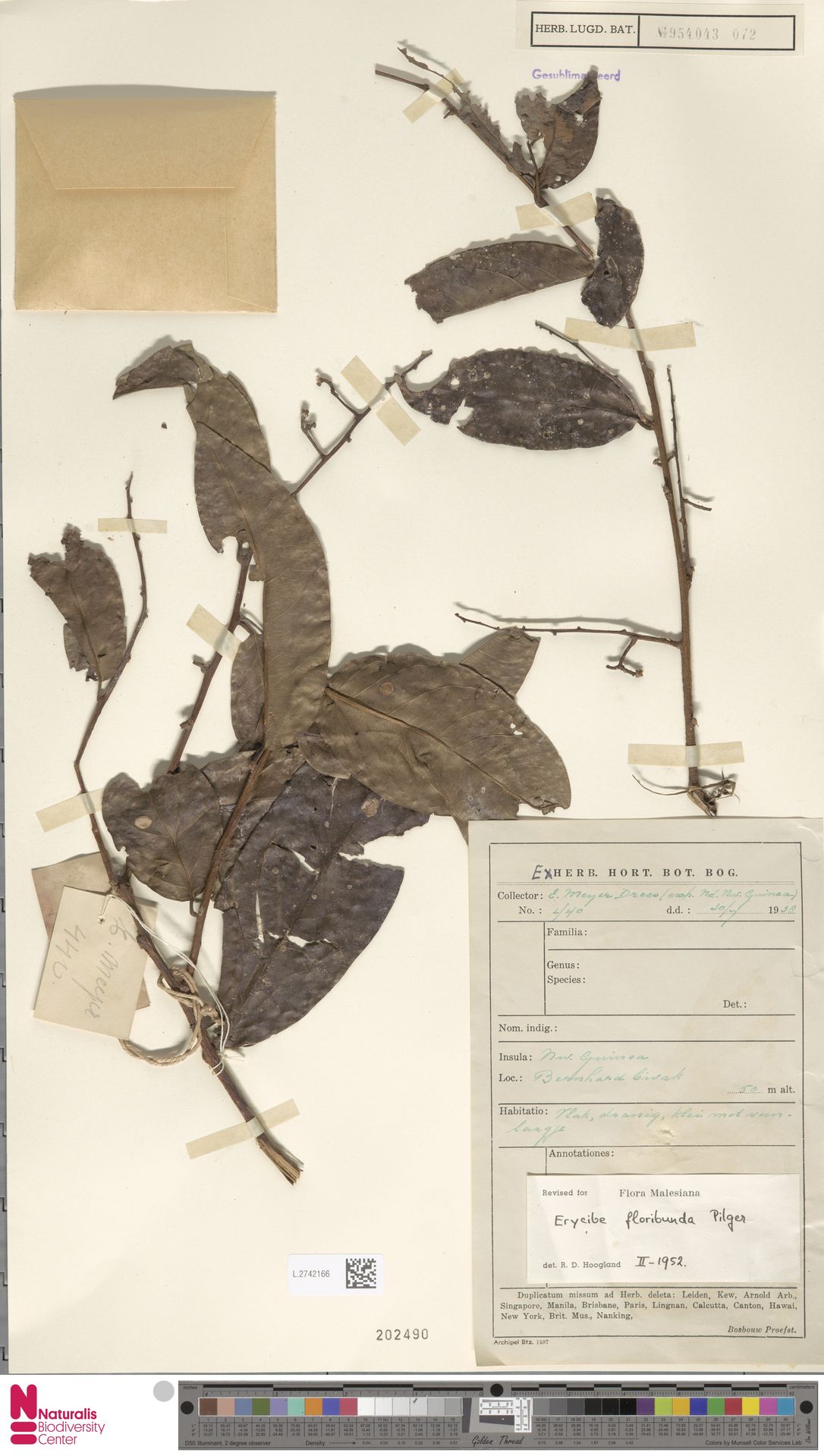 Erycibe floribunda