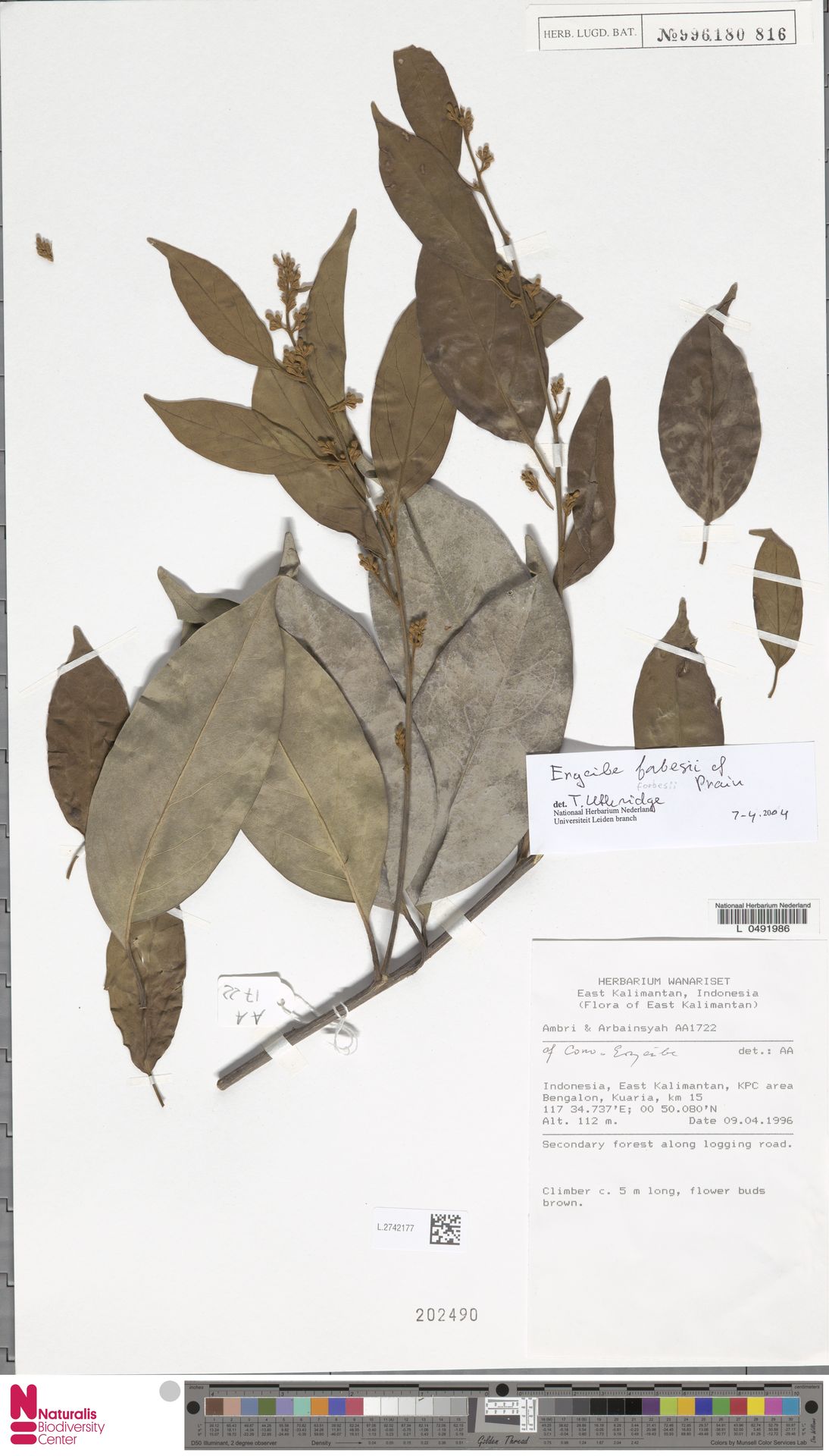 Erycibe forbesii