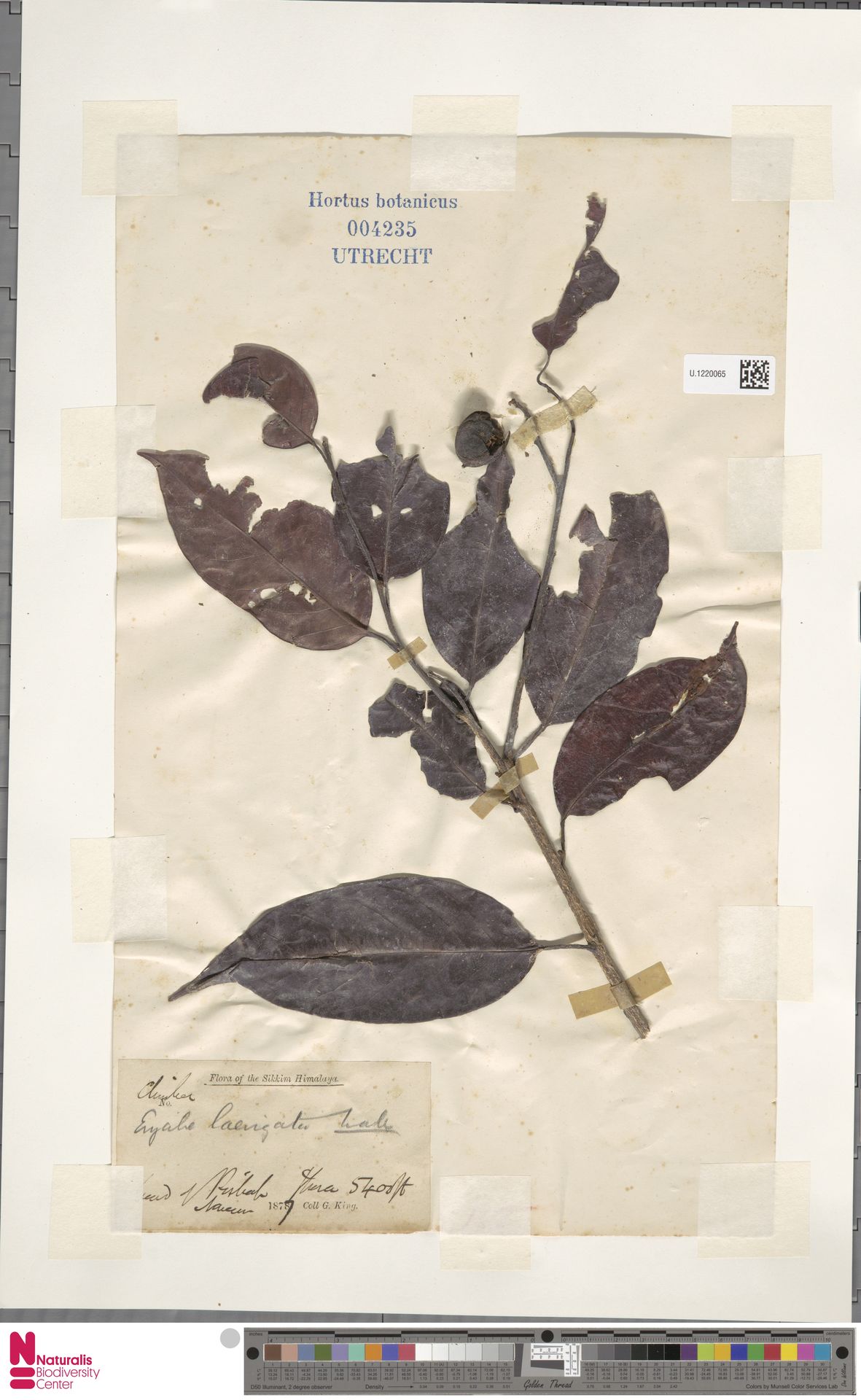 Erycibe glaucescens