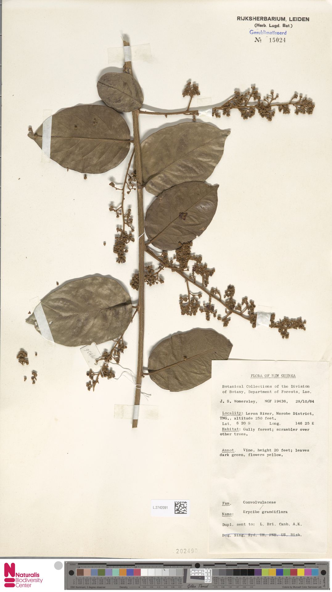 Erycibe grandiflora