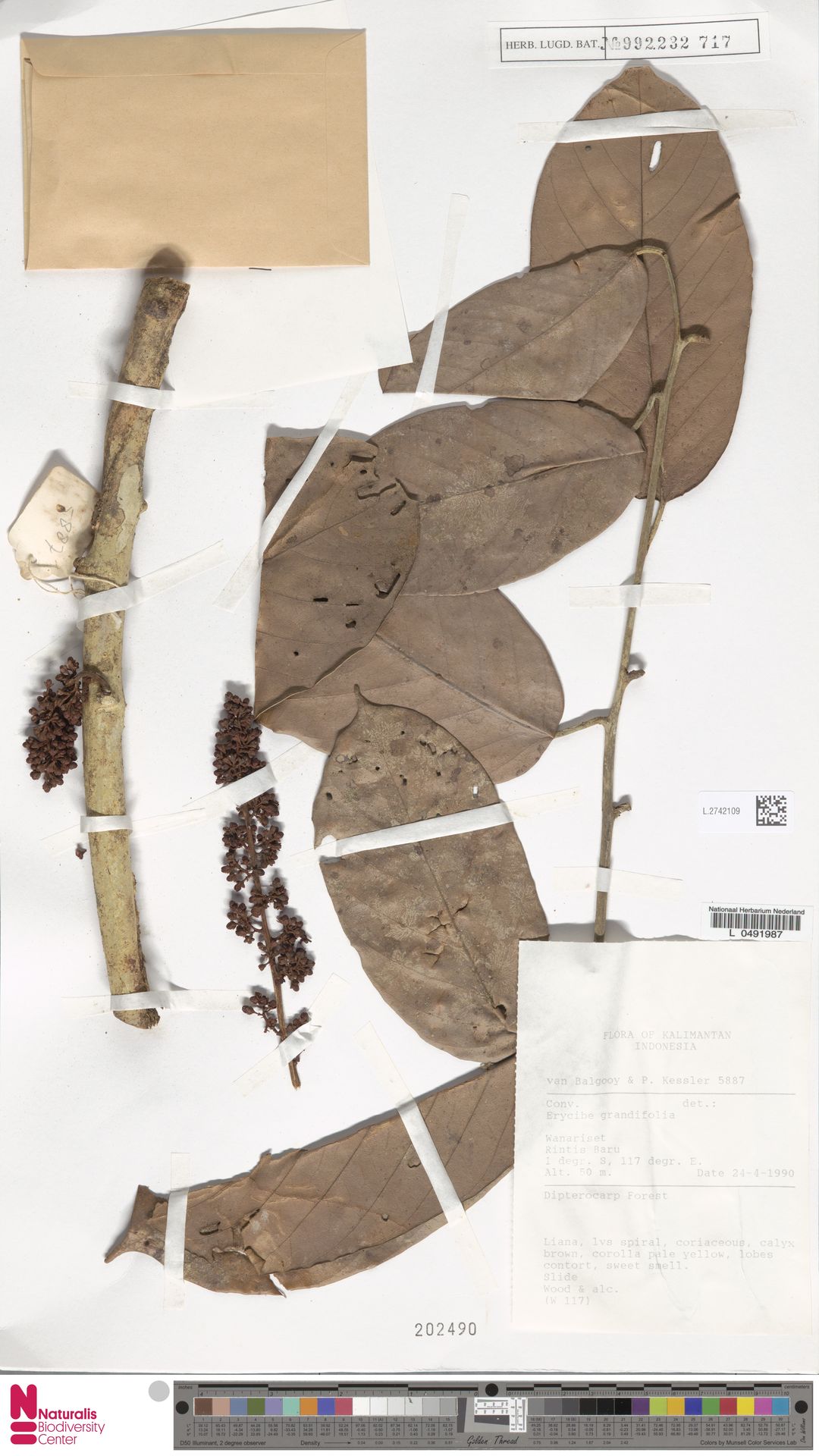 Erycibe grandifolia