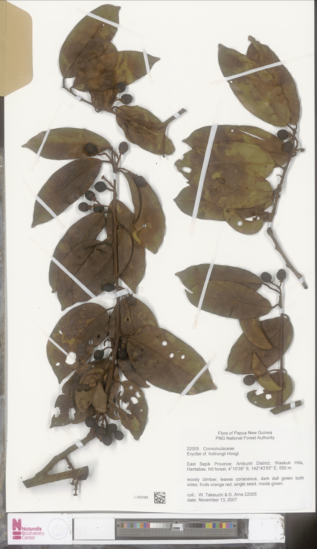 Erycibe hollrungii