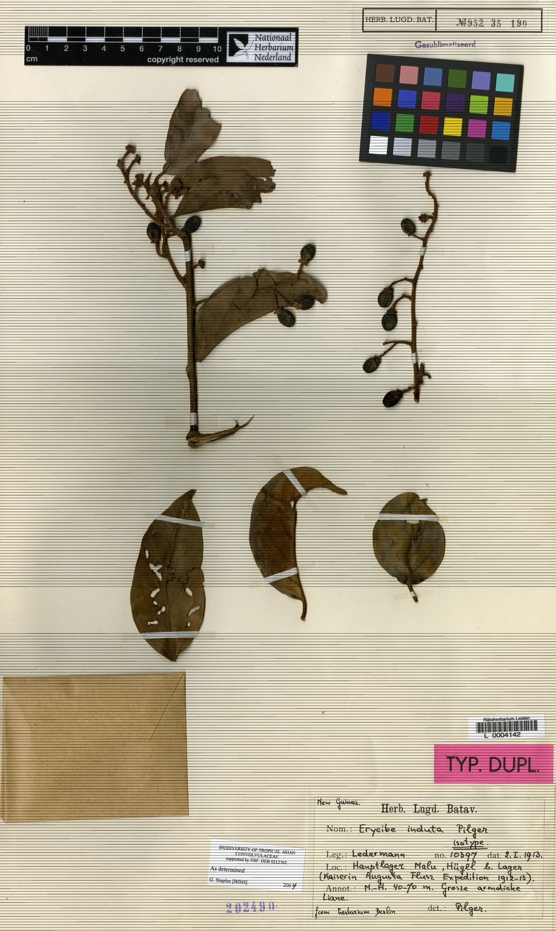 Erycibe induta