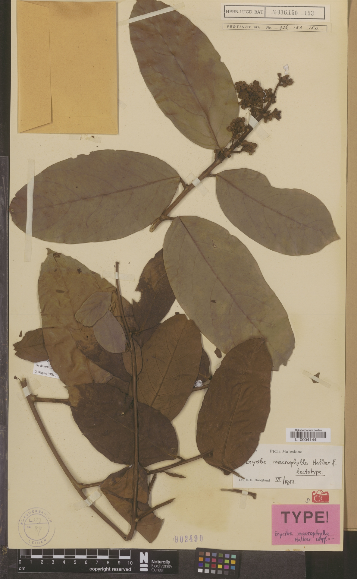 Erycibe macrophylla