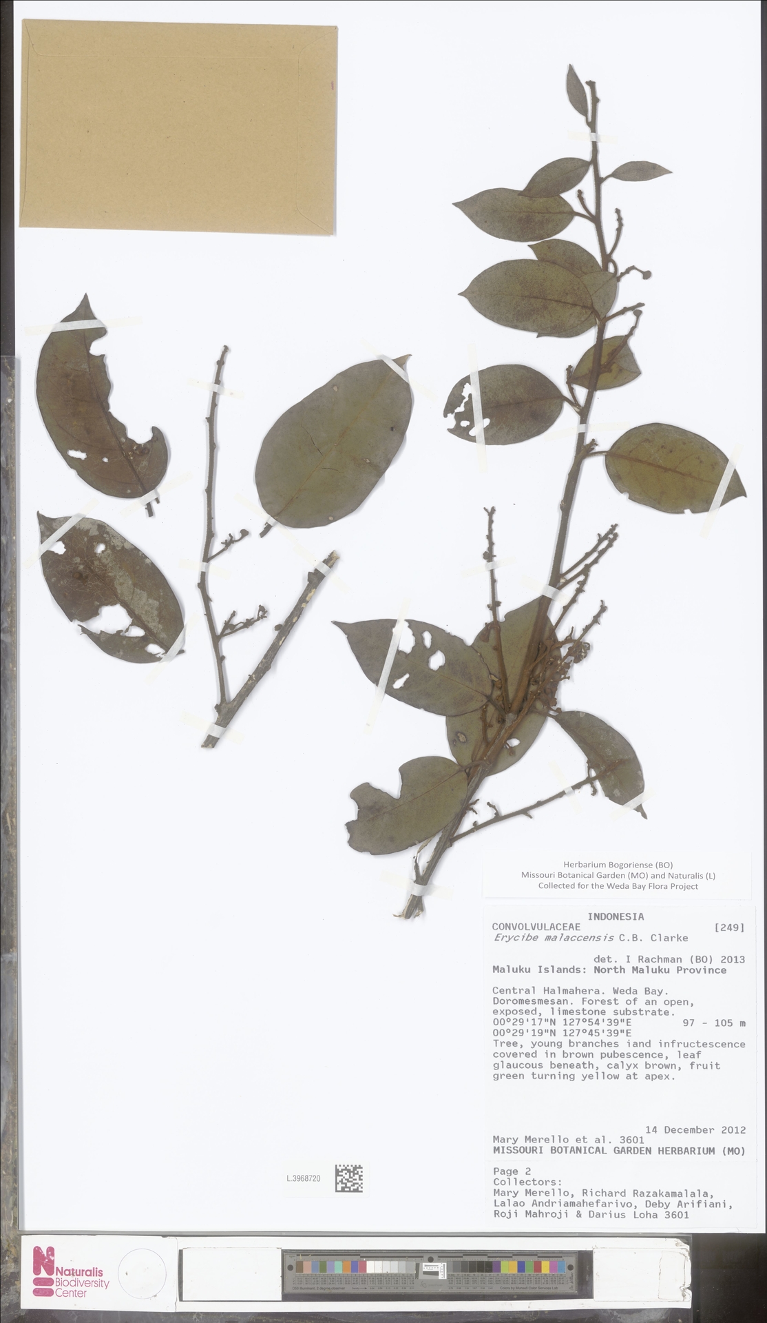 Erycibe malaccensis