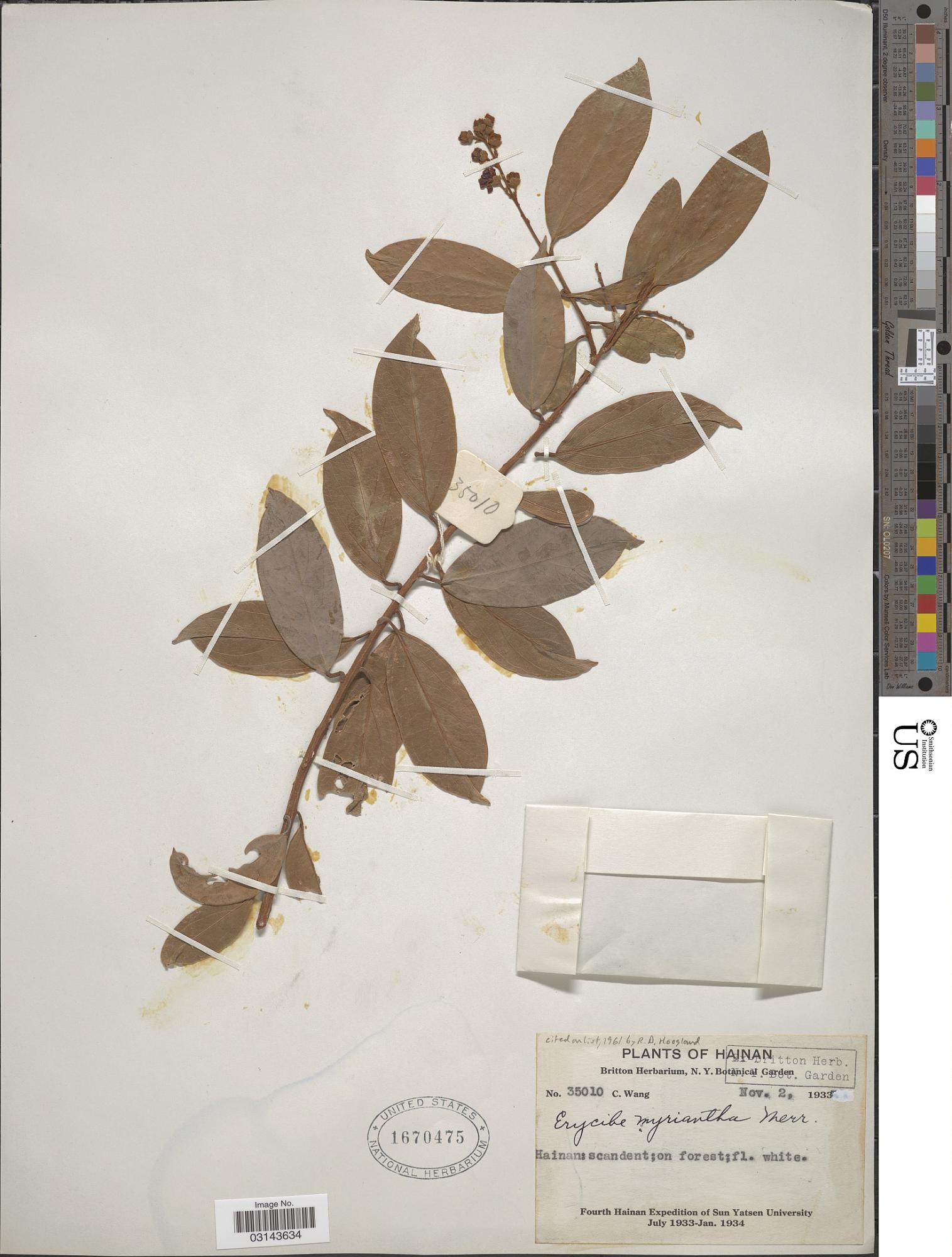 Erycibe myriantha