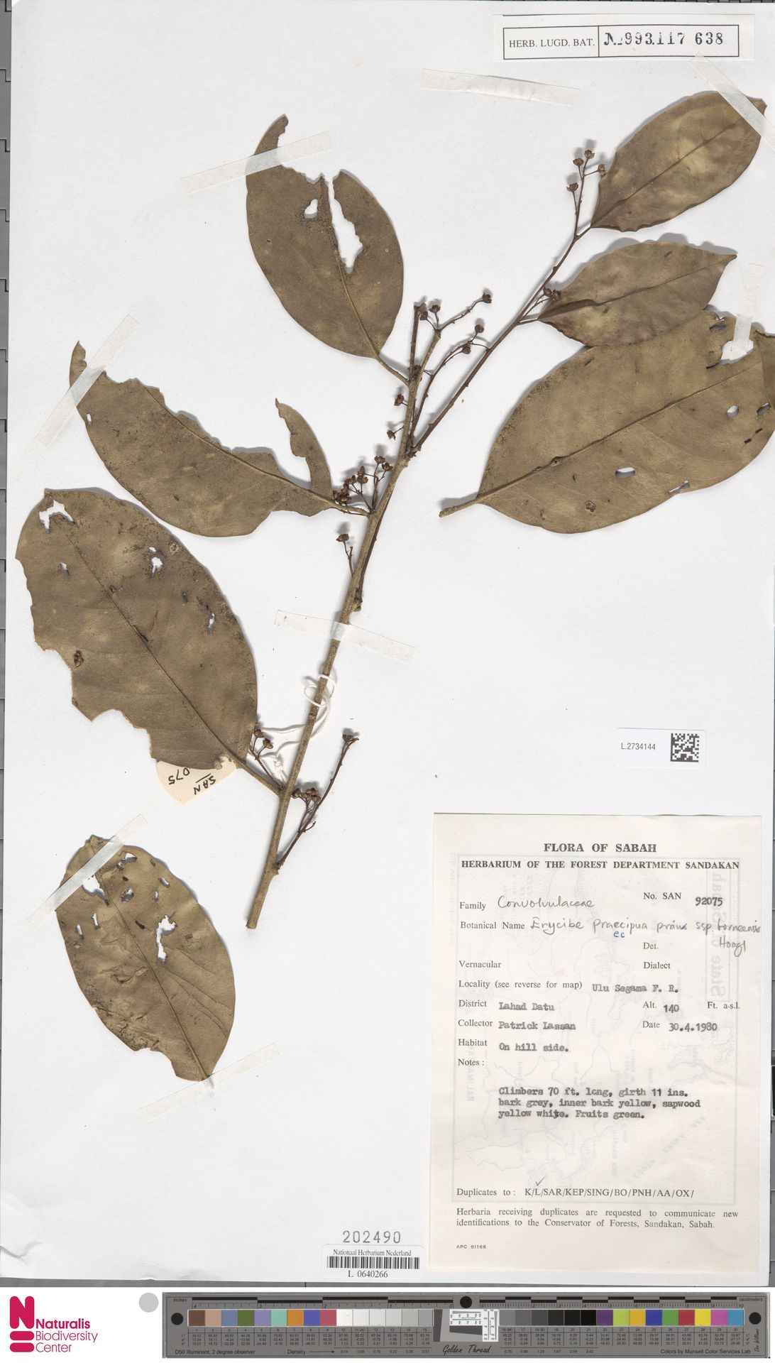 Erycibe praecipua