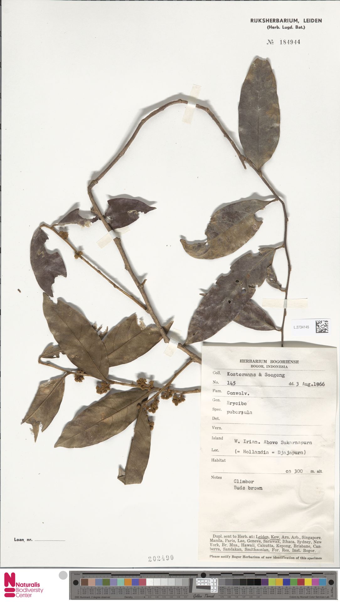 Erycibe puberula