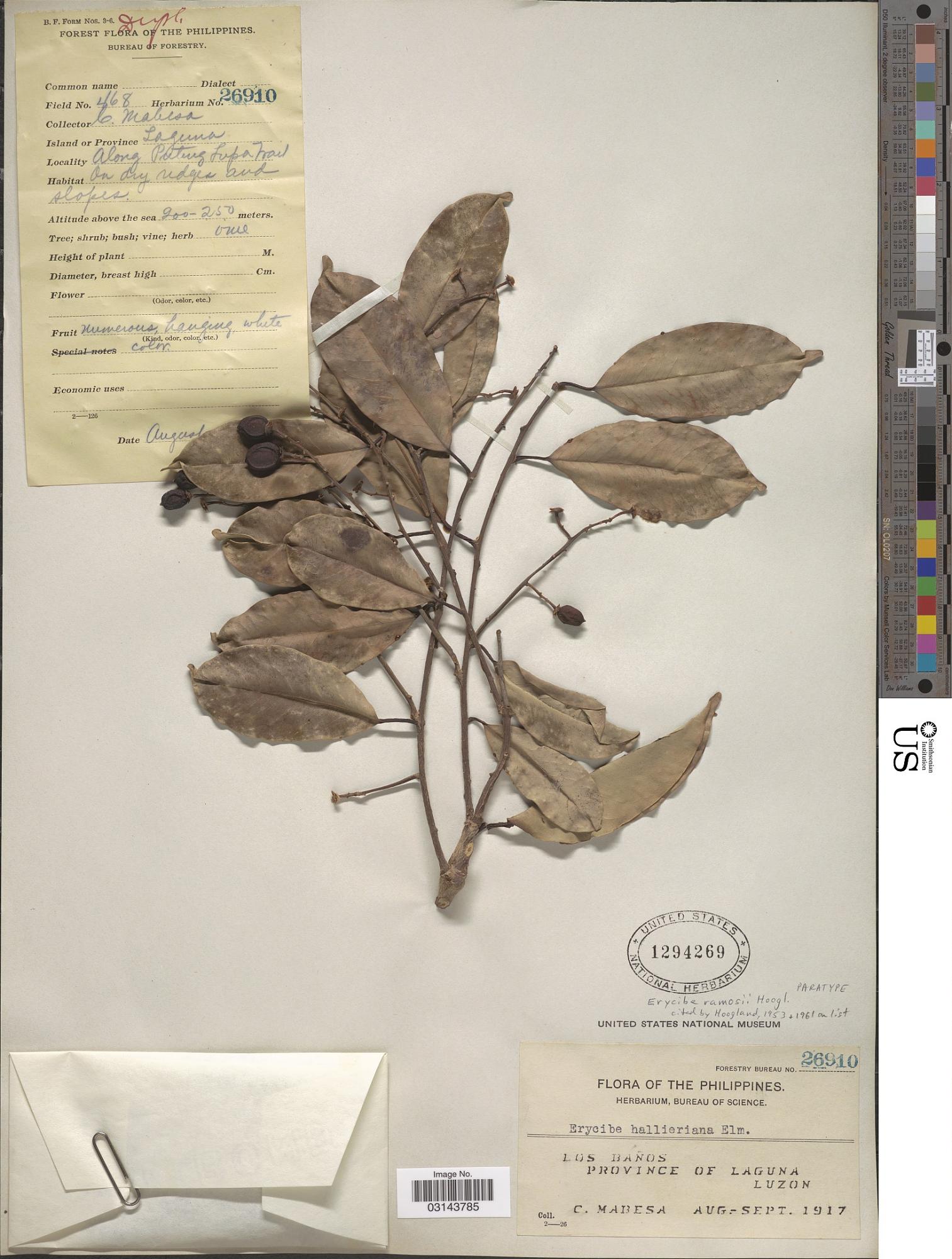 Erycibe ramosii