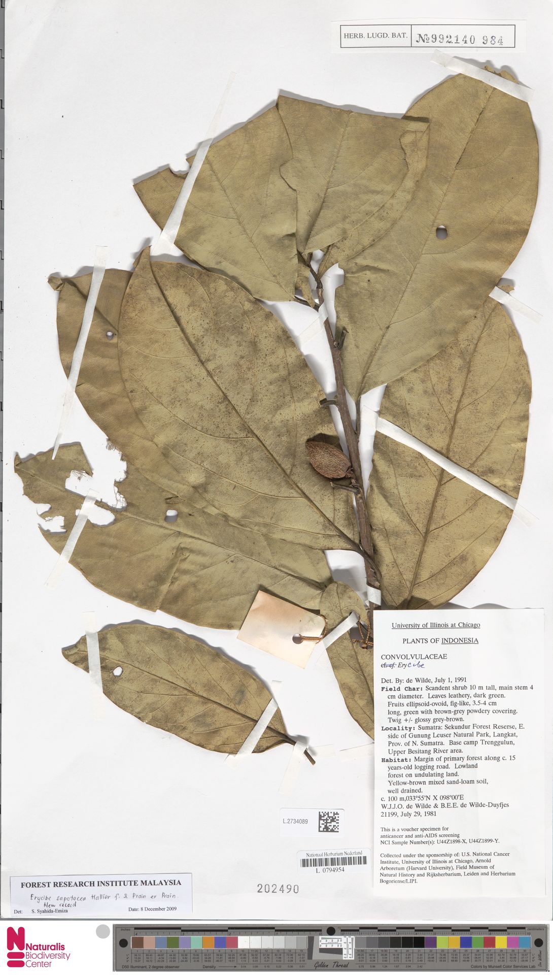 Erycibe sapotacea
