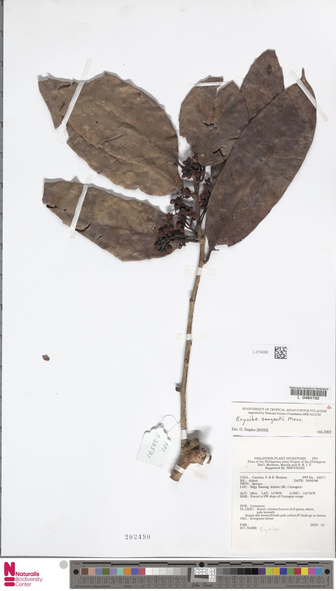 Erycibe sargentii