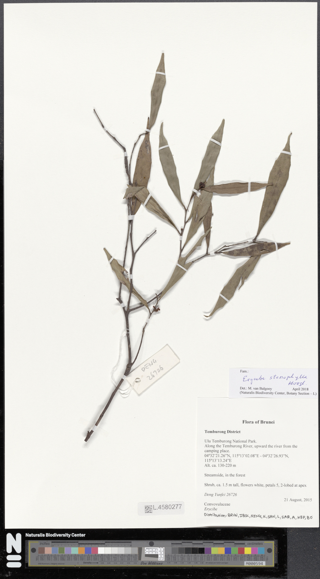 Erycibe stenophylla