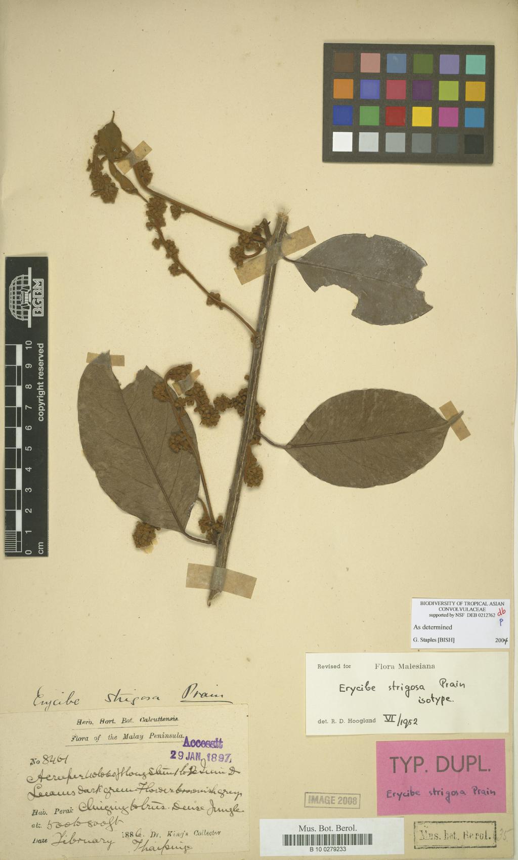 Erycibe strigosa