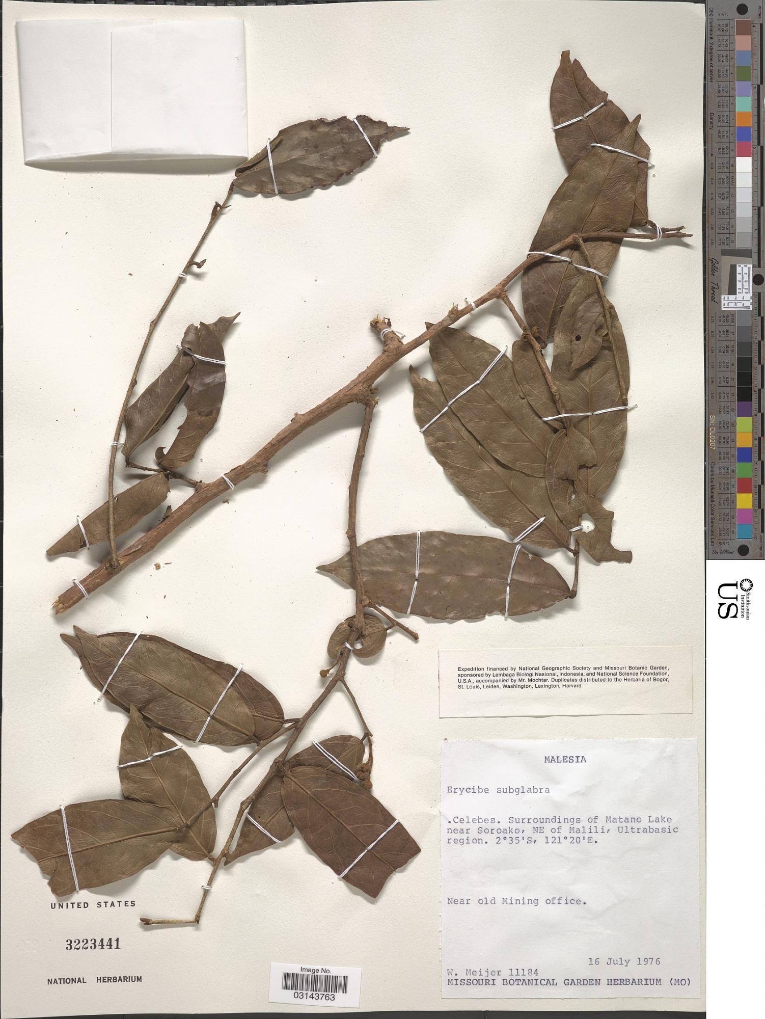 Erycibe subglabra