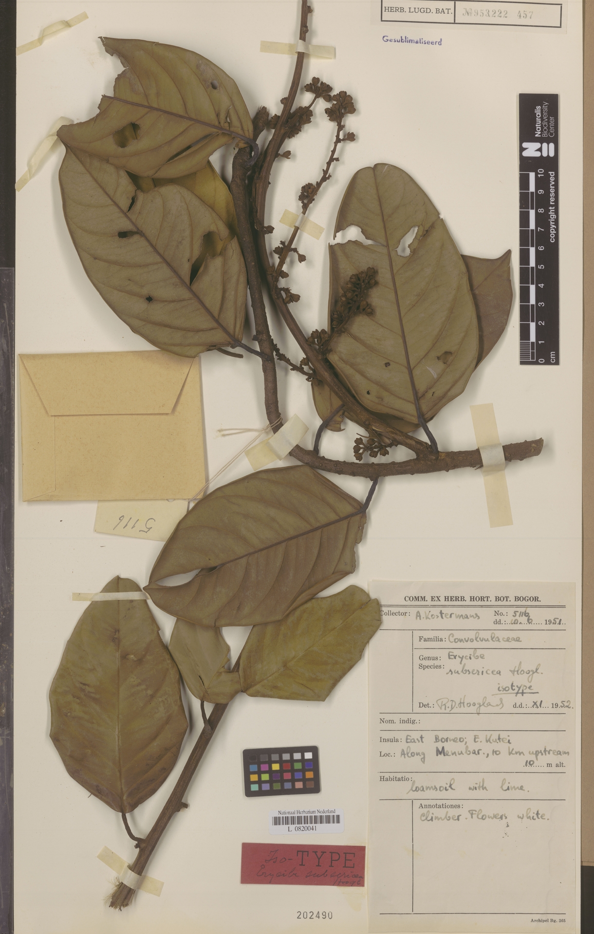 Erycibe subsericea