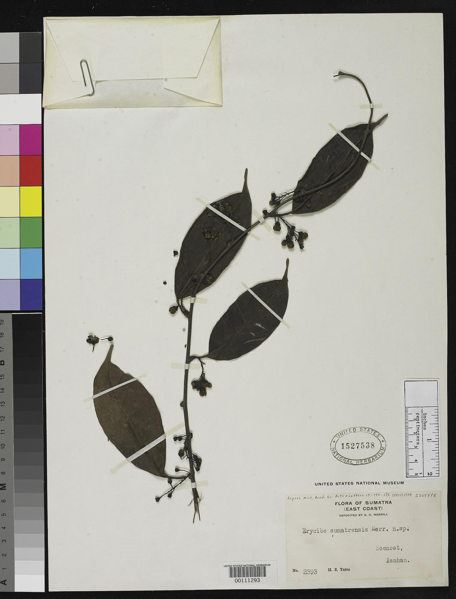 Erycibe sumatrensis
