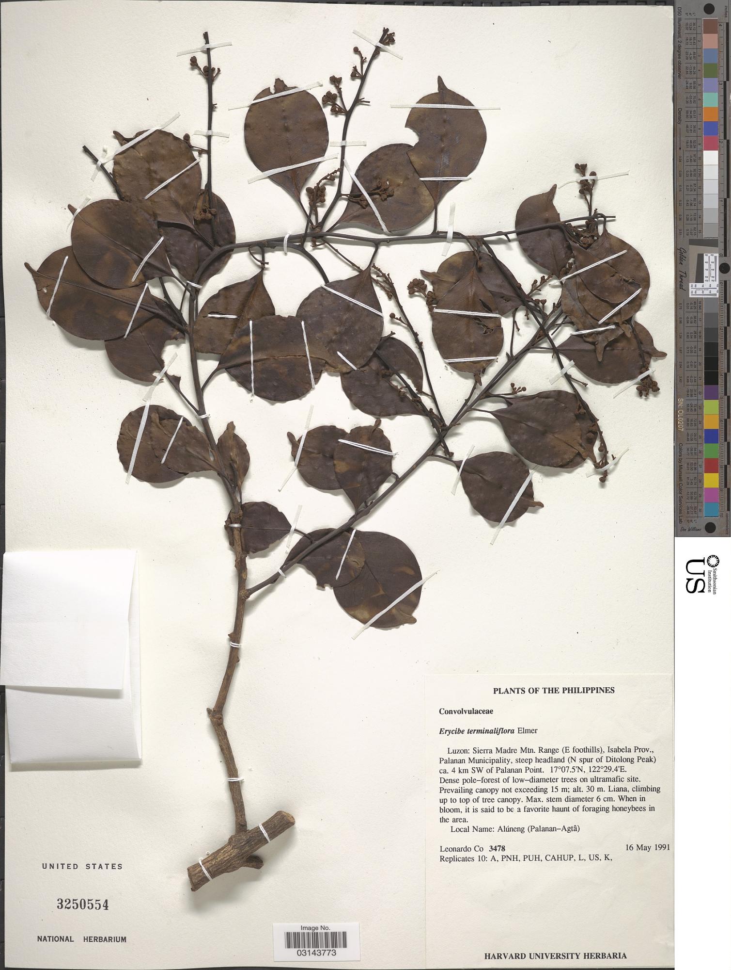 Erycibe terminaliflora