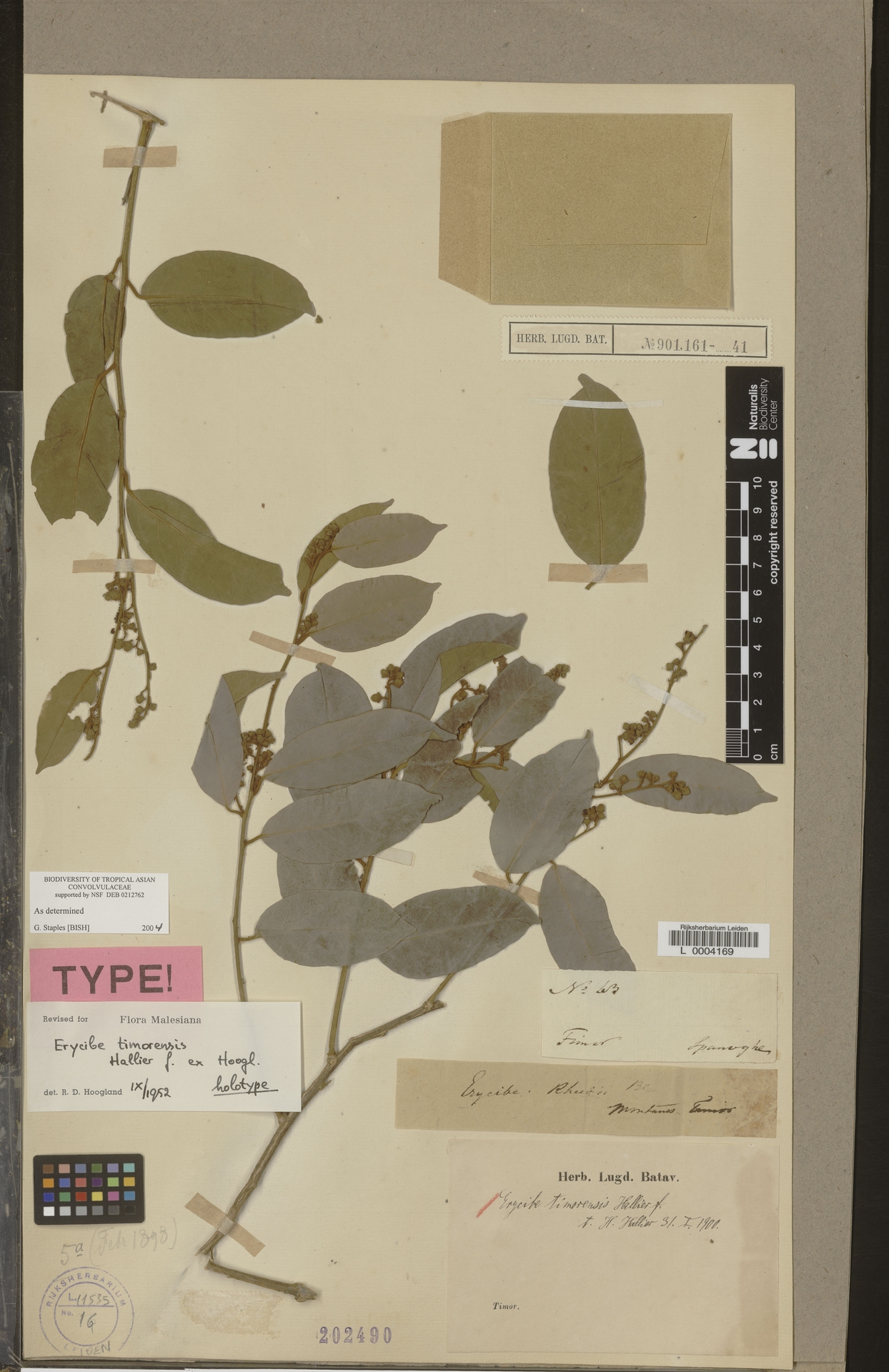 Erycibe timorensis