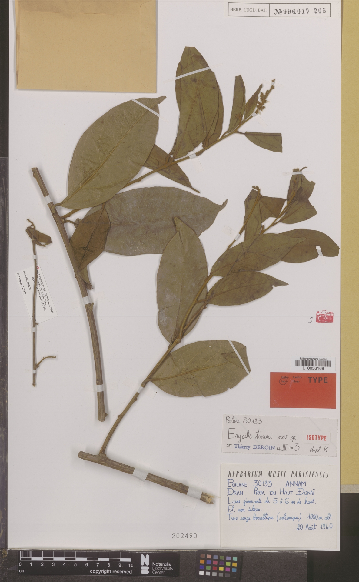 Erycibe tixieri