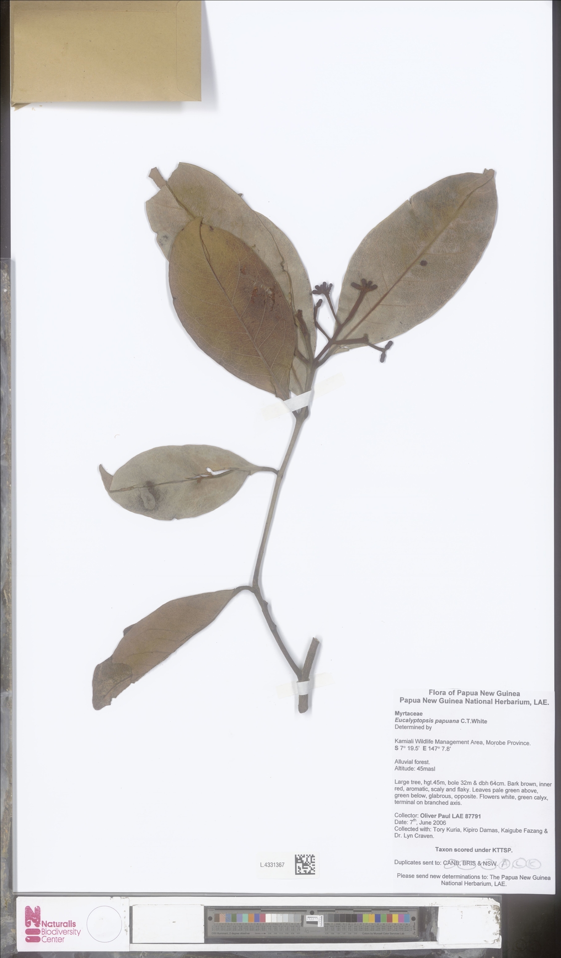 Eucalyptopsis papuana
