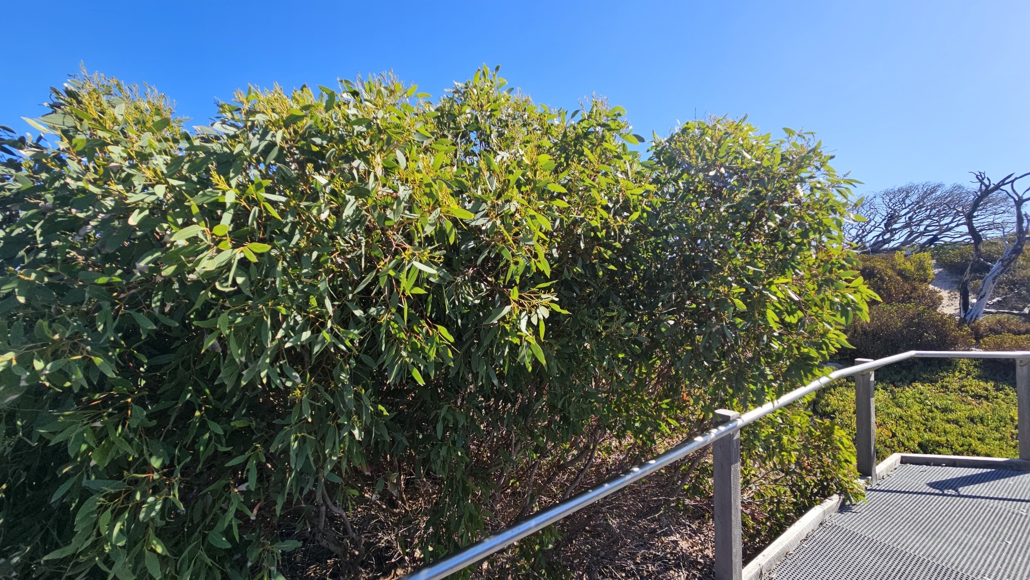 Eucalyptus albopurpurea
