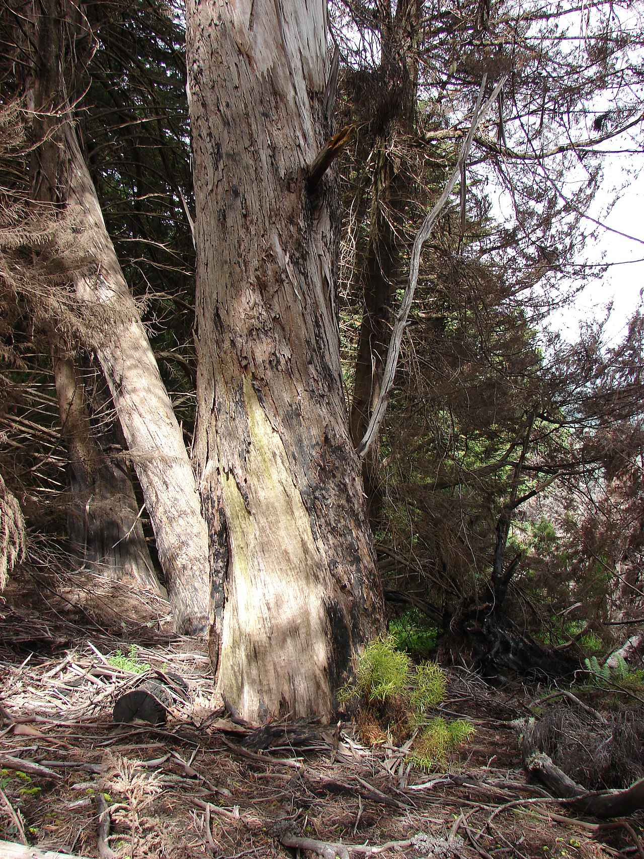 Eucalyptus amygdalina