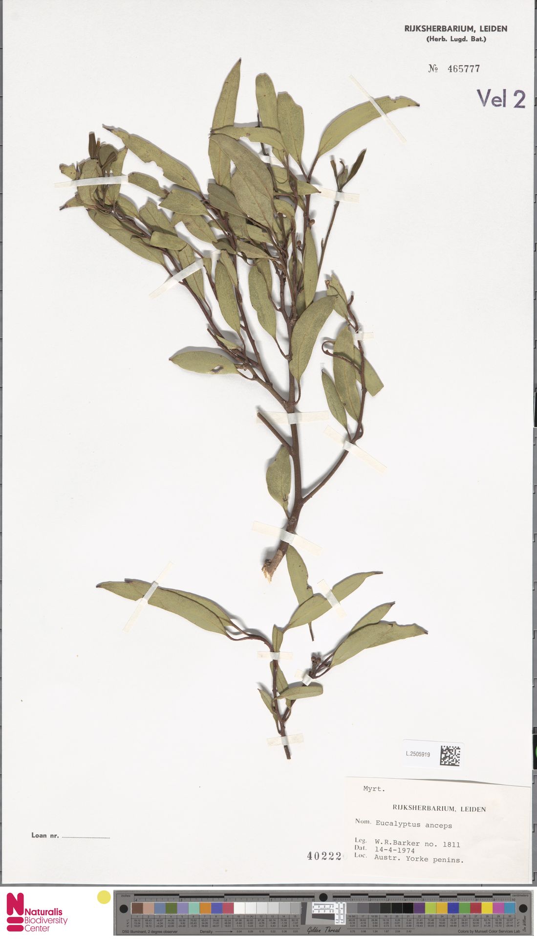Eucalyptus anceps