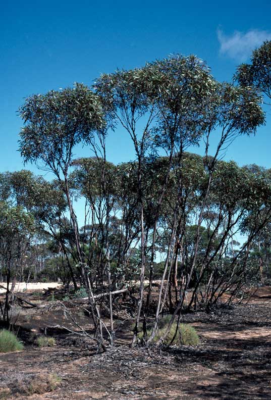 Eucalyptus balladoniensis