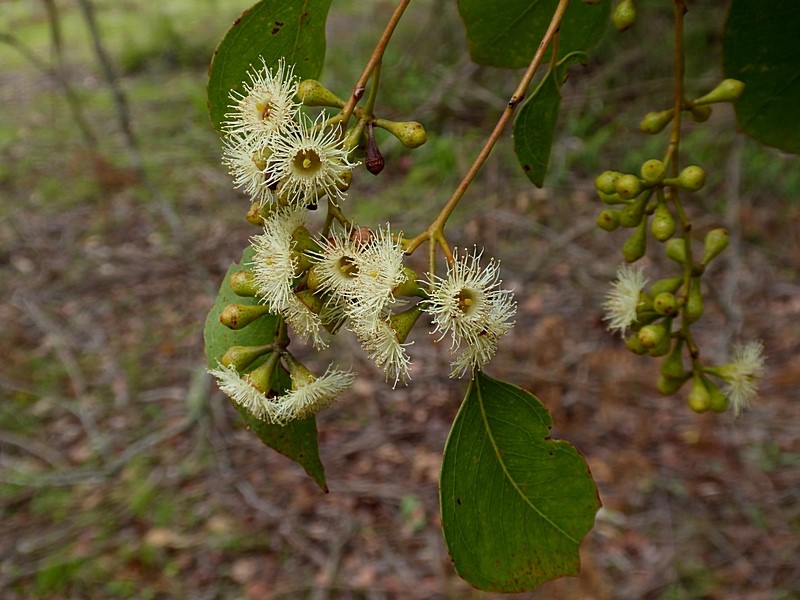 Eucalyptus baueriana