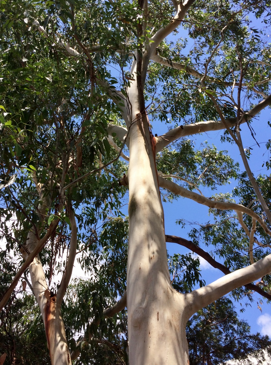 Eucalyptus brookeriana