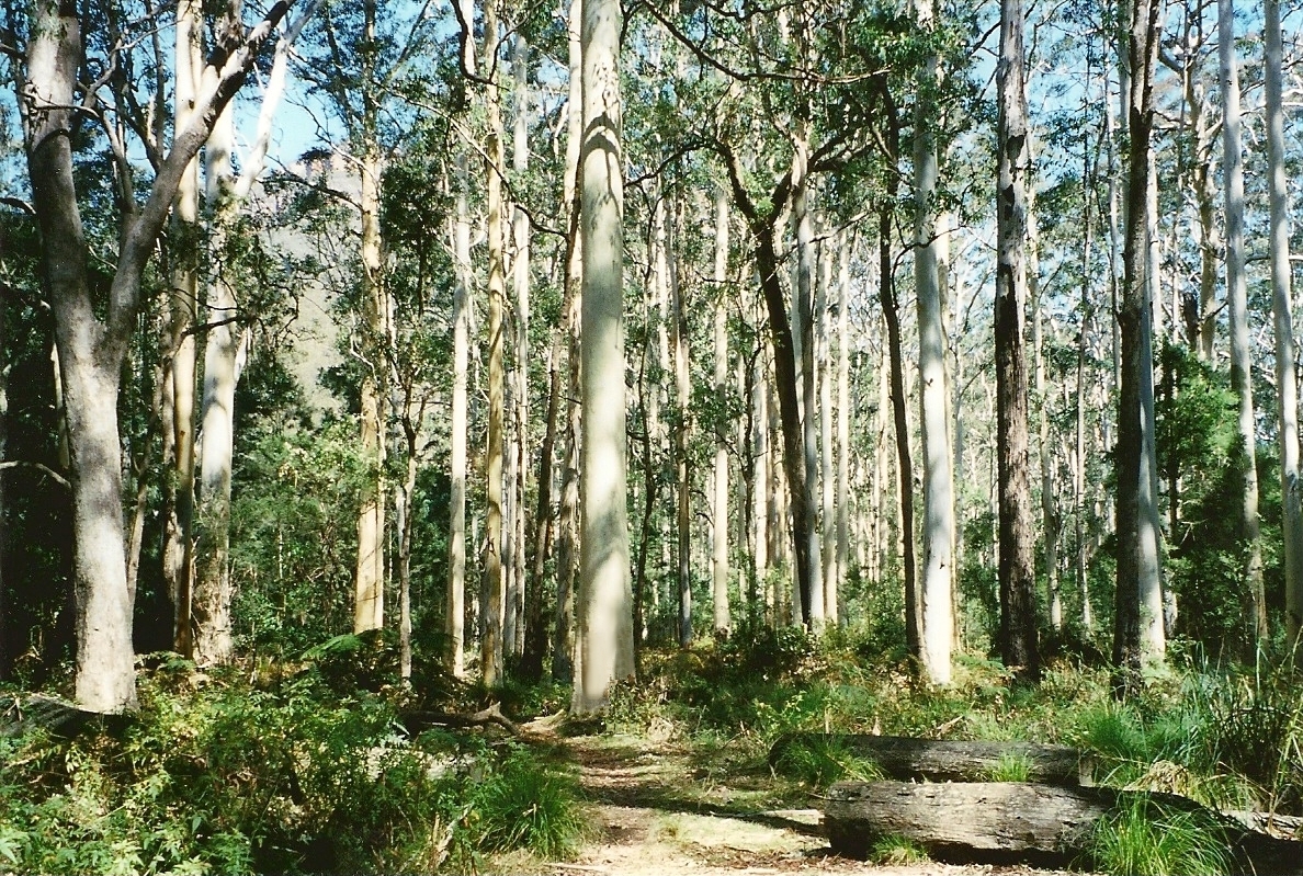 Eucalyptus brunnea