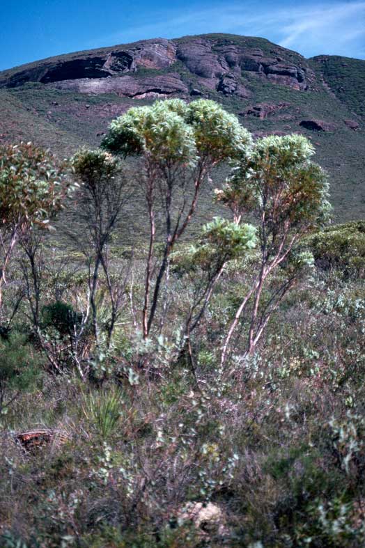 Eucalyptus buprestium