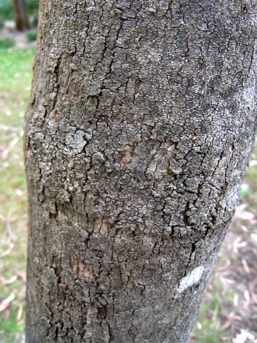 Eucalyptus cadens