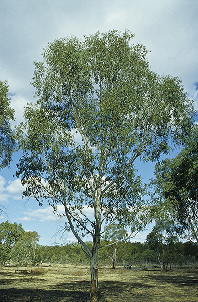 Eucalyptus chloroclada