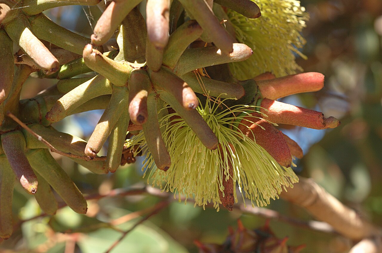 Eucalyptus conferruminata