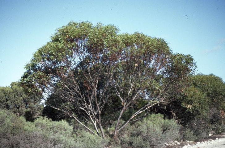 Eucalyptus conglobata