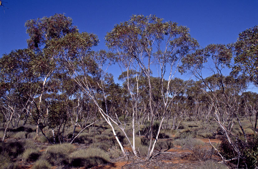 Eucalyptus cyclostoma