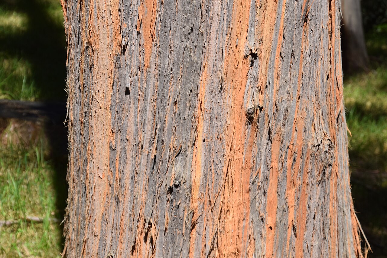Eucalyptus delegatensis