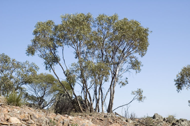Eucalyptus dwyeri