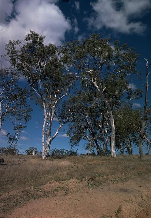 Eucalyptus elliptica