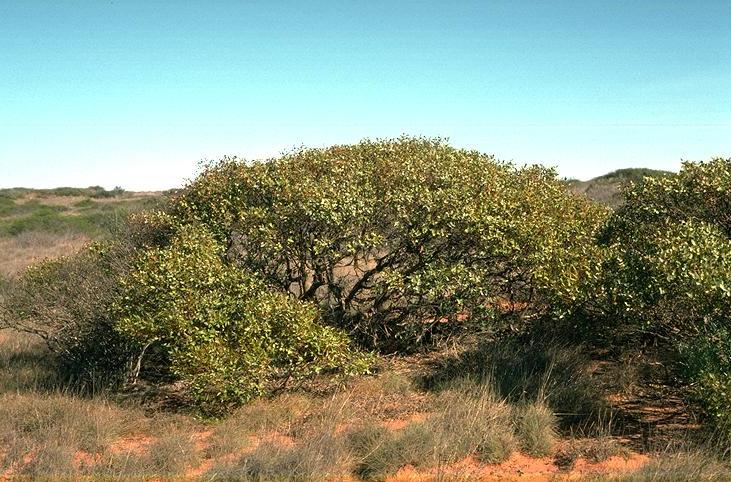 Eucalyptus fruticosa